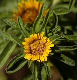 Gul blomst af arnica montana i nærbillede